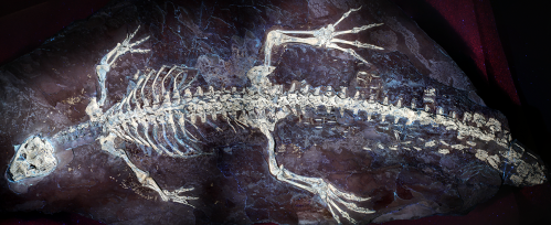 El esqueleto fósil original de Montsecosuchus.