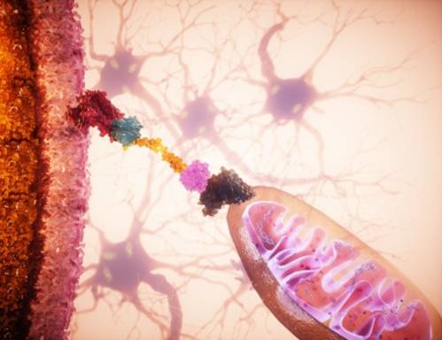 mitocondrias, reparación celular