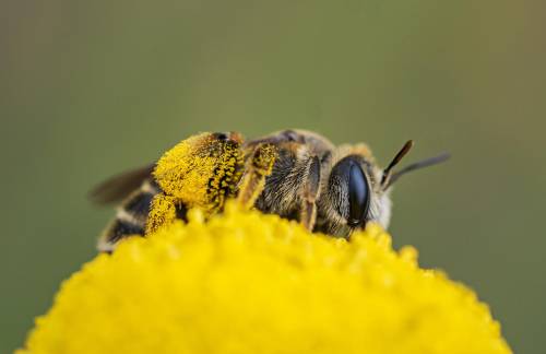 Una abeja liba sobre una botonera (Santolina rosmarinifolia) transportando centenares de granos de polen de una flor a otra. EFE/ Annaïs Pascual