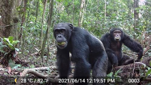 Un par de chimpancés