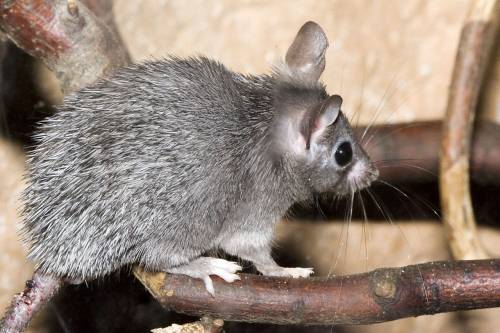Ratón espinoso africano 