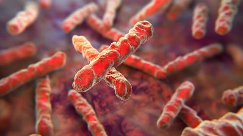 bacterias tuberculosis