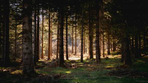bosque