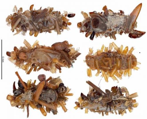 oruga carnívora hawaiana