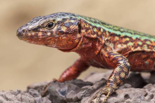 Lagartija de las Pitiusas (Podarcis pityusensis) del islote Santa Eulària