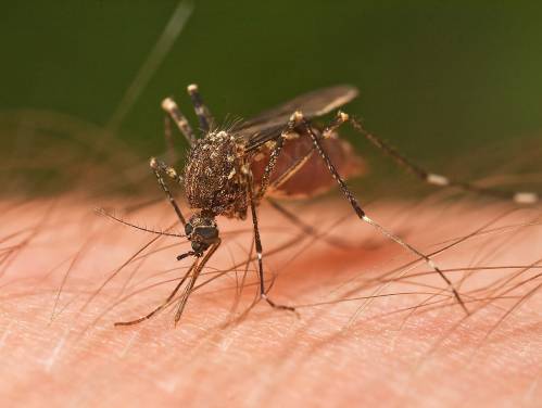 Mosquito picando
