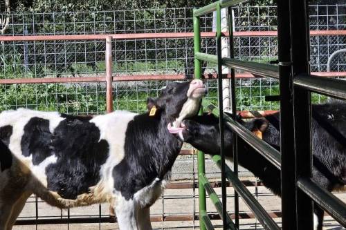 Dos terneros. Para la investigación se han usado ejemplares de la raza Holstein-Frisona