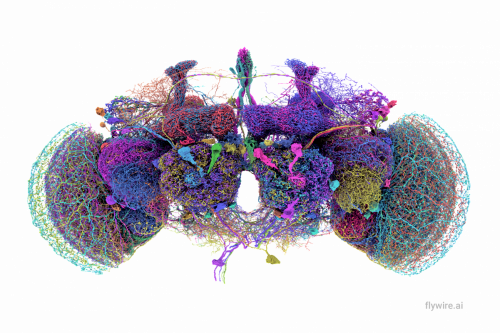 Las 50 neuronas más grandes del conectoma cerebral de la mosca