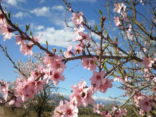 Almendros en flor