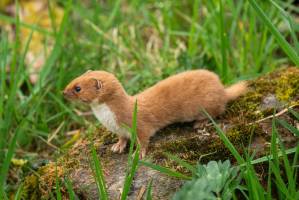 magen de una comadreja actual.