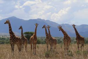 Jirafa Parque Nacional del Valle de Kidepo en Uganda. / Michael Brown ©