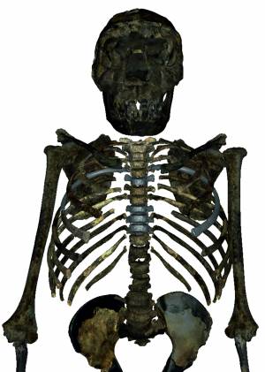 Reconstrucción del esqueleto del H.erectus juvenil de 1,5 millones de años hallado en Kenia. La caja torácica era más profunda, ancha y corta que en los humanos modernos, lo que sugiere una forma corporal más robusta y un volumen pulmonar mayor. /  Markus Bastir