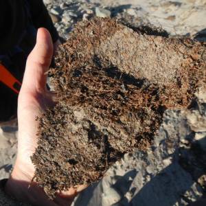 Musgo recién descongelado de los depósitos costeros de permafrost. / NIcolaj K. Larsen
