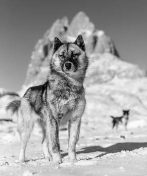 Perro de trineo