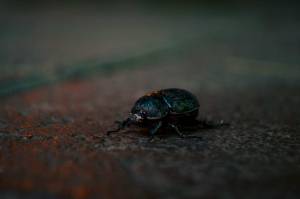 insectos