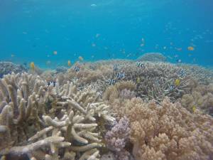 Corales mediterráneos