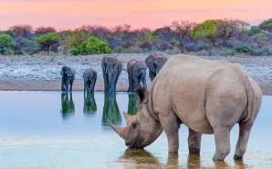 Un rinoceronte bebiendo agua frente a elefantes en el Parque Nacional de Etosha, Namibia