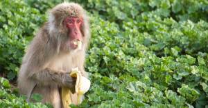 macaco japonés en el experimento