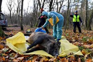 jabalíes, peste porcina