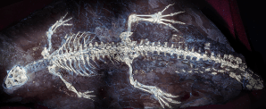 El esqueleto fósil original de Montsecosuchus.