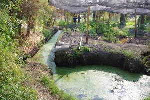 Las turberas, cuencas lacustres donde se deposita la materia orgánica, mejoran la calidad del aire en la capital de México, unas de las ciudades más contaminadas del mundo. / Restauración ecológica del Instituto de Biología UNAM, IBUNAM