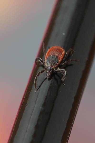 Garrapata de patas negras, Ixodes scapularis. / Andrew Nuss / University of Nevada, Reno