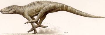 Cocodrilo corredor