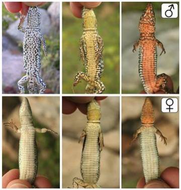 Machos y hembras de Podarcis muralis del Pirineo catalán / Guillem Pérez-Lanuza (UV)