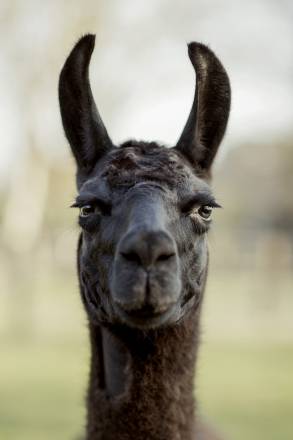 Llama Winter