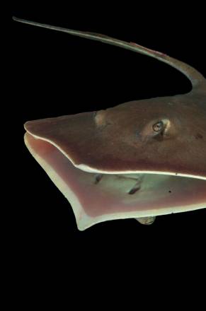 La raya del Atlántico es abundante en aguas costeras afectadas por el vertido del Deepwater Horizon. / Stephen M. Kajiura, Ph.D./Florida Atlantic University
