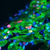 Imagen confocal de cardiomicitos identificados de pez cebra.