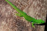 Madagascar es un punto crítico de las extinciones, con un 21%. Los Geckkonidae  (como el Phelsuma quadriocellata) se están extinguiendo.