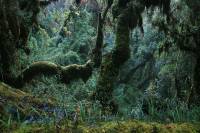 Bosque tropical en el sureste de Perú donde se pueden encontrar especies de lagartos. 