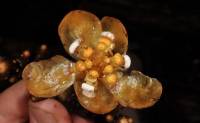 'Balanophora coralliformis'. / Pelser & Tandang