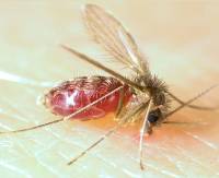 Mosca de la arena, vector de la leishmaniasis. Imagen: AJC1