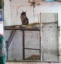 Lince en un gallinero. / G. Garrote
