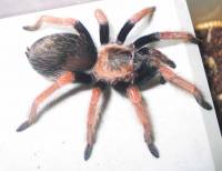 Tarántula anaranjada