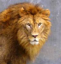León africano. / Everland Zoo.