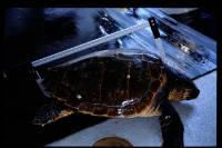 ¿Cómo reducir las capturas accidentales de la tortuga boba?