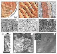 Descubren los secretos cristalográficos del coral rojo
