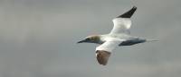 Elaboran el primer inventario de aves marinas españolas del mundo