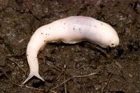 Babosa ‘fantasma’, Selenochlamys ysbryda, encontrada en el área poblada de Cardiff, Reino Unido