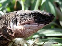 Lagarto Gallotia bravoana.