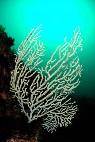 Proponen una única lista para proteger a más de 400 especies marinas europeas