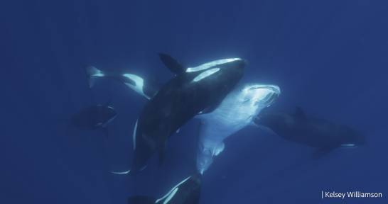 Micro Orca Sinc