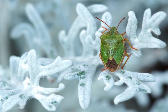 Así consiguen los insectos sobrevivir al invierno