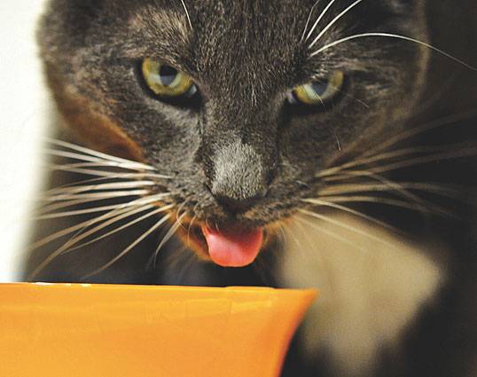 ¿Cómo beben los gatos?