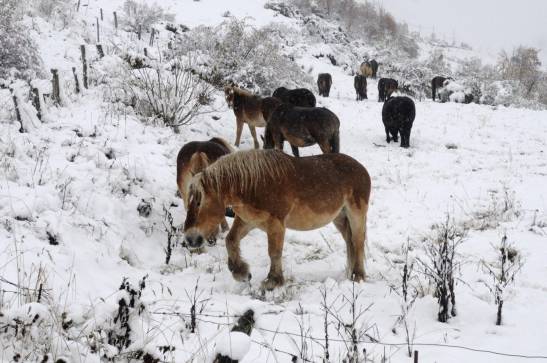 Confirman el retroceso de la nieve en la cordillera Cantábrica por el cambio climático