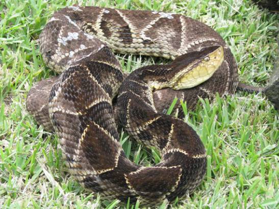 como saber la edad de una serpiente de cascabel