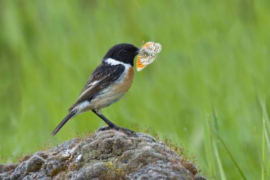 Descubren qué factores influyen en las estrategias de color antidepredación de los animales